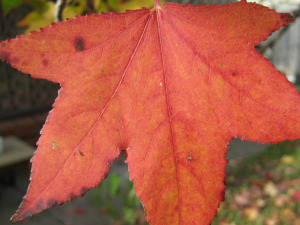 close-up of an orange maple leaf