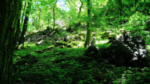 Middle of a lush, green forest