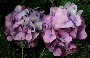 mauve hydrangea