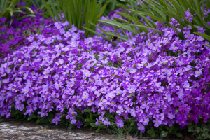 purple flowers