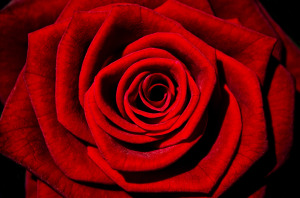 cloe-up photo of a red rose in full bloom