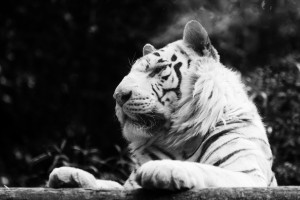 white tiger