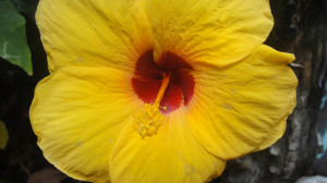 close-up of a yellow flower