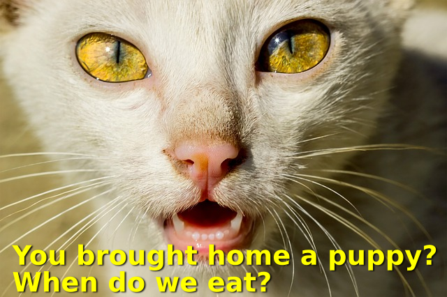 Photo: cat with caption 'You brought home a puppy? When do we eat?'